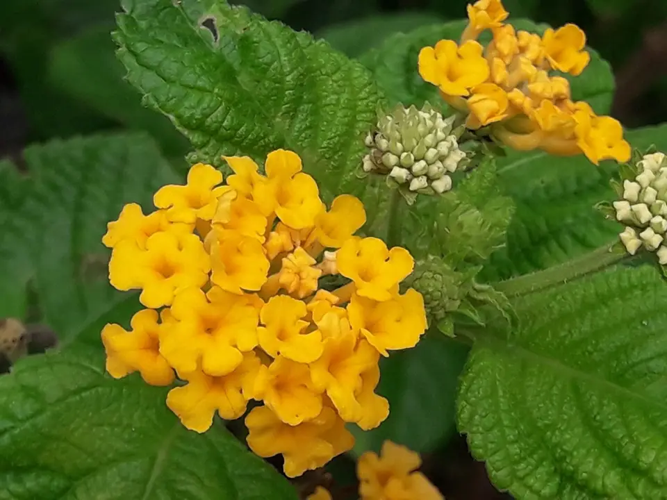 New Gold Lantana (Lantana × hybrida)
