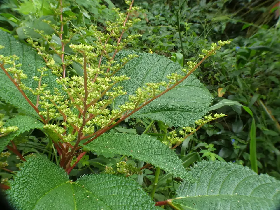 West Indian Woodnettle (Laportea aestuans)