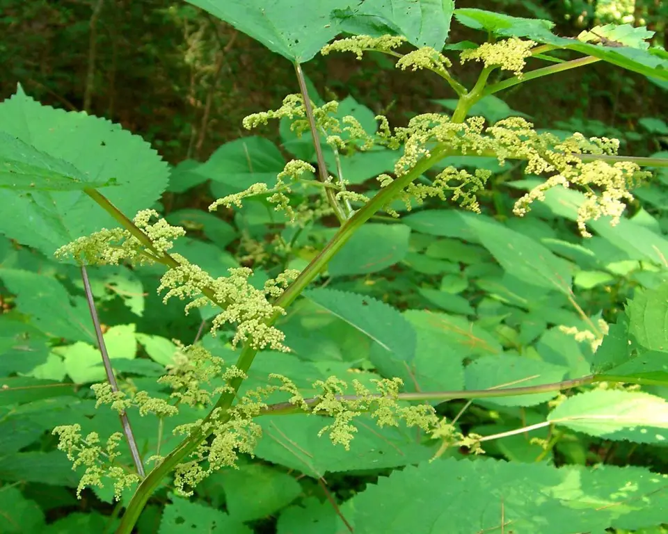 Wood Nettle (Laportea canadensis)
