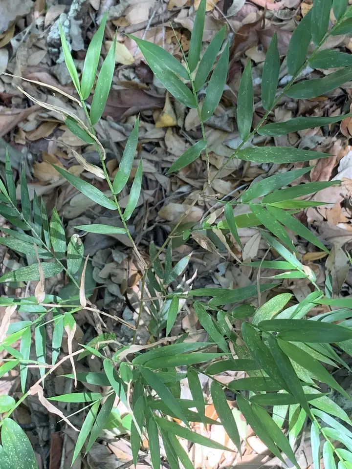 Smallcane (Lasiacis divaricata)