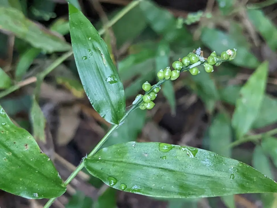 Lasiacis ruscifolia (Lasiacis ruscifolia)