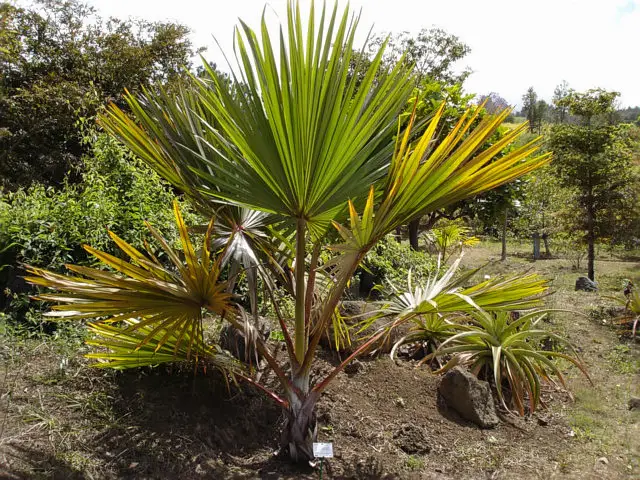 Red Latan Palm (Latania lontaroides)