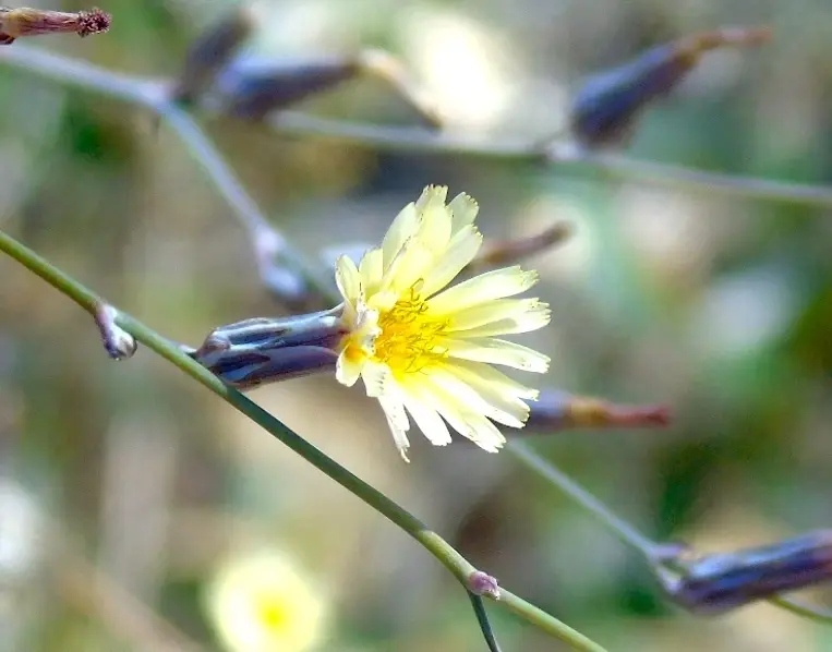 Wild Lettuce (Launaea intybacea)