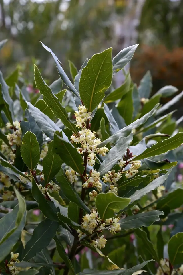 Bay Laurel (Laurus nobilis)