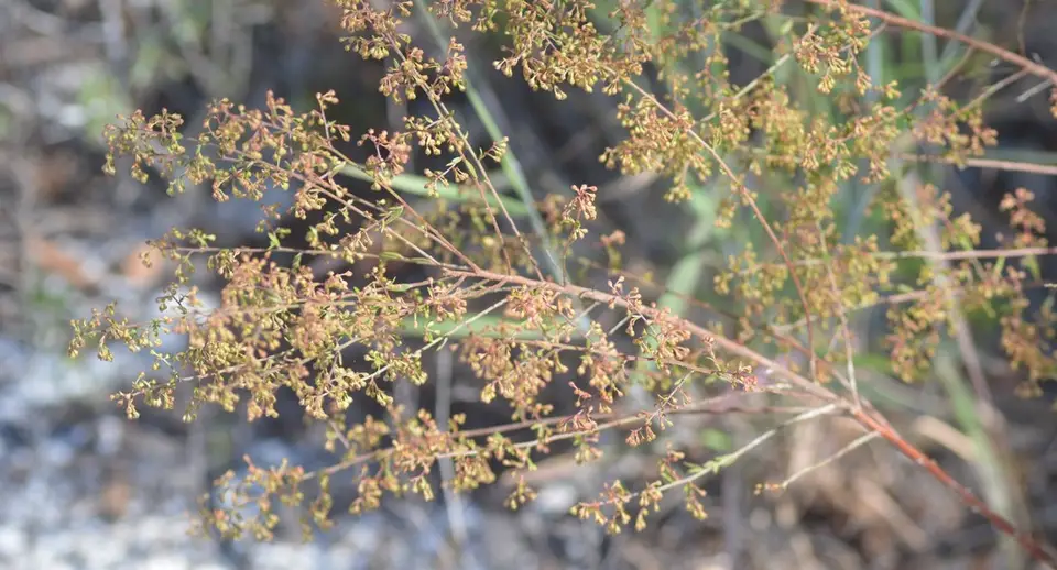 Nodding Pinweed (Lechea cernua)