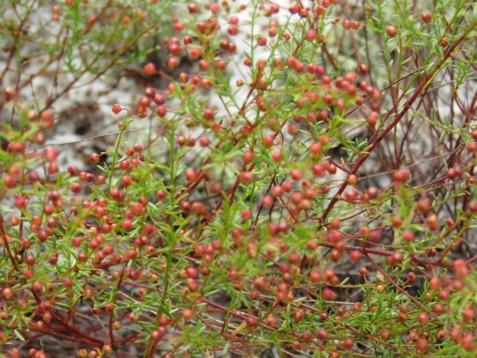 Deckert's Pinweed (Lechea deckertii)