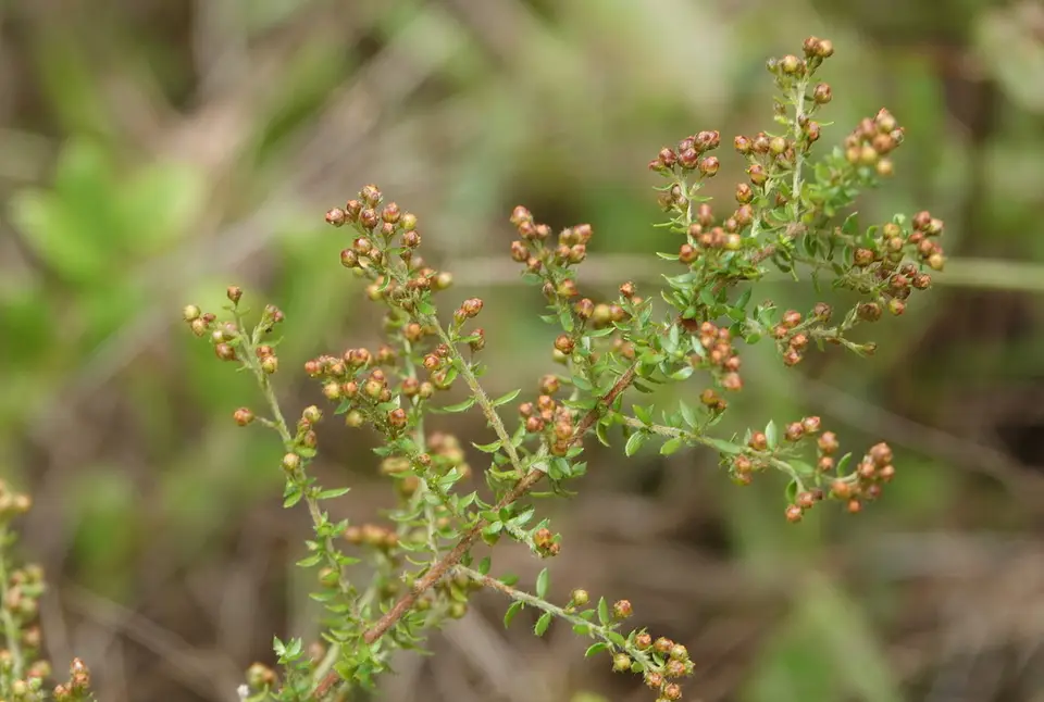 Pine Pinweed (Lechea divaricata)