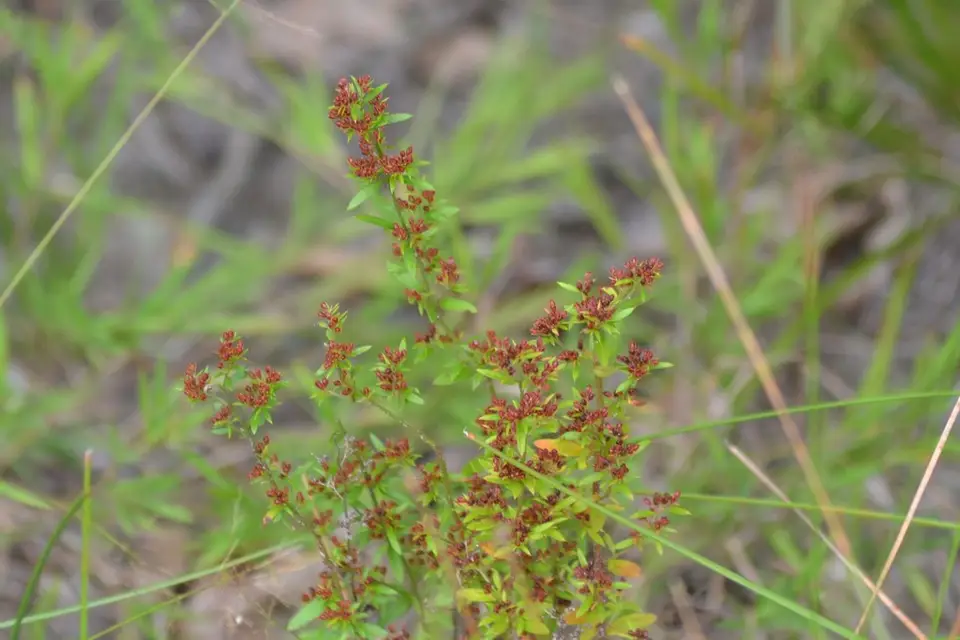 Thymeleaf Pinweed (Lechea minor)