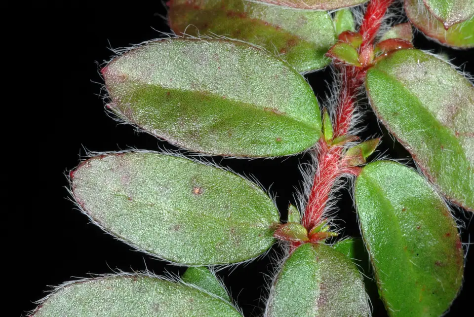 Hairy Pinweed (Lechea mucronata)