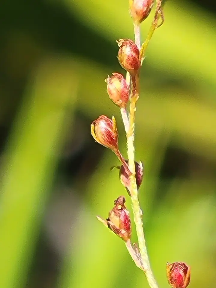 Pineland Pinweed (Lechea sessiliflora)