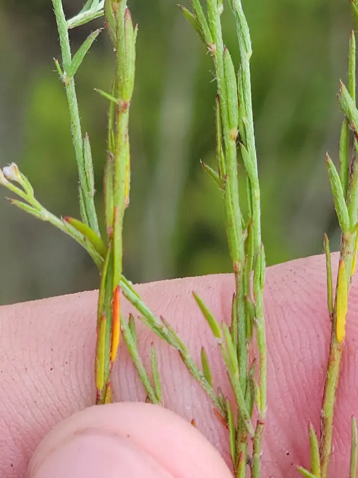Sandhill Pinweed (Lechea torreyi)