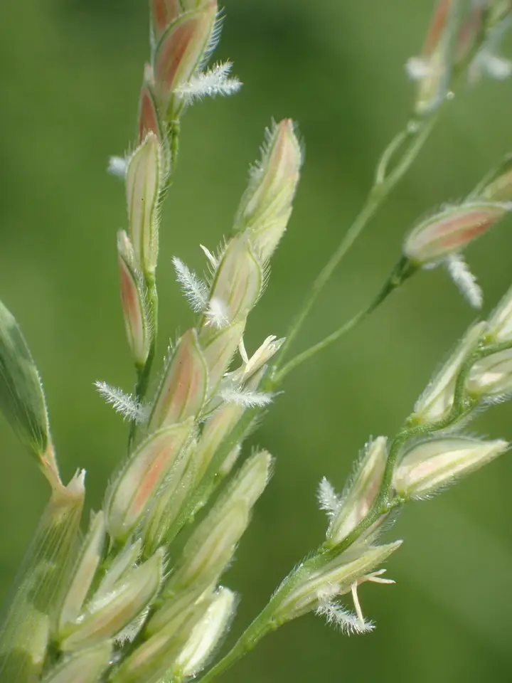 Native Rice Grass (Leersia hexandra)