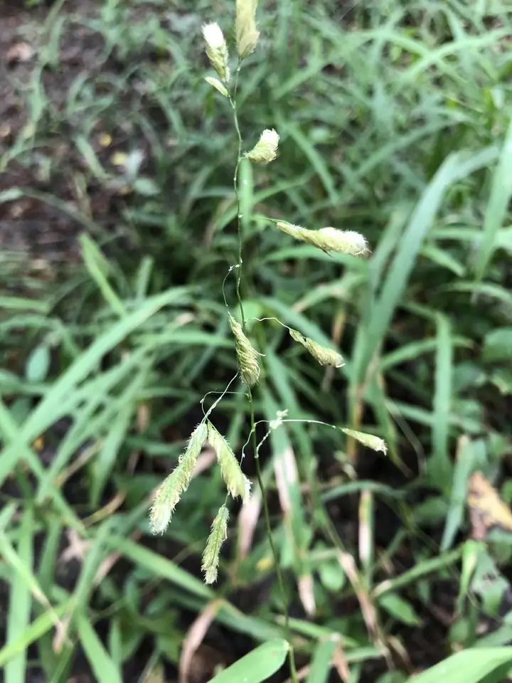 Catchfly Grass (Leersia lenticularis)