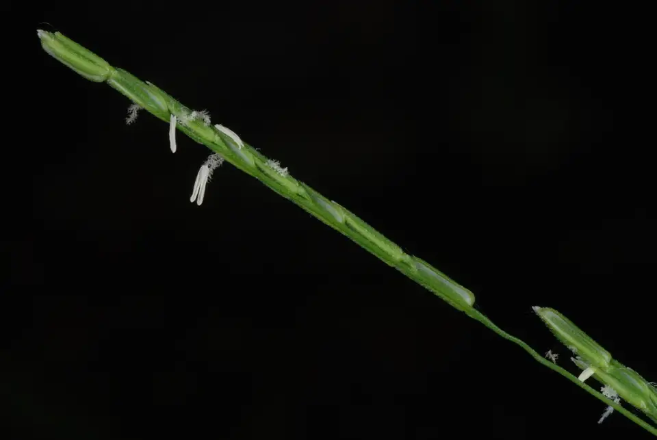 White Grass (Leersia virginica)