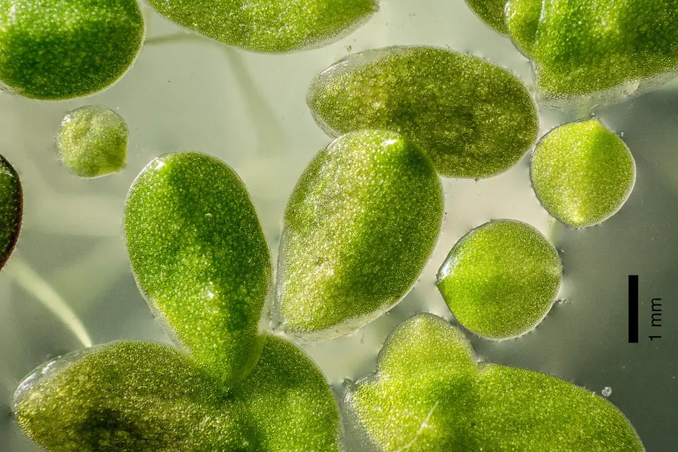 Lesser Duckweed (Lemna aequinoctialis)