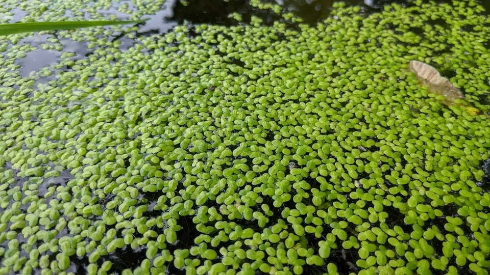 Common Duckweed (Lemna minor)