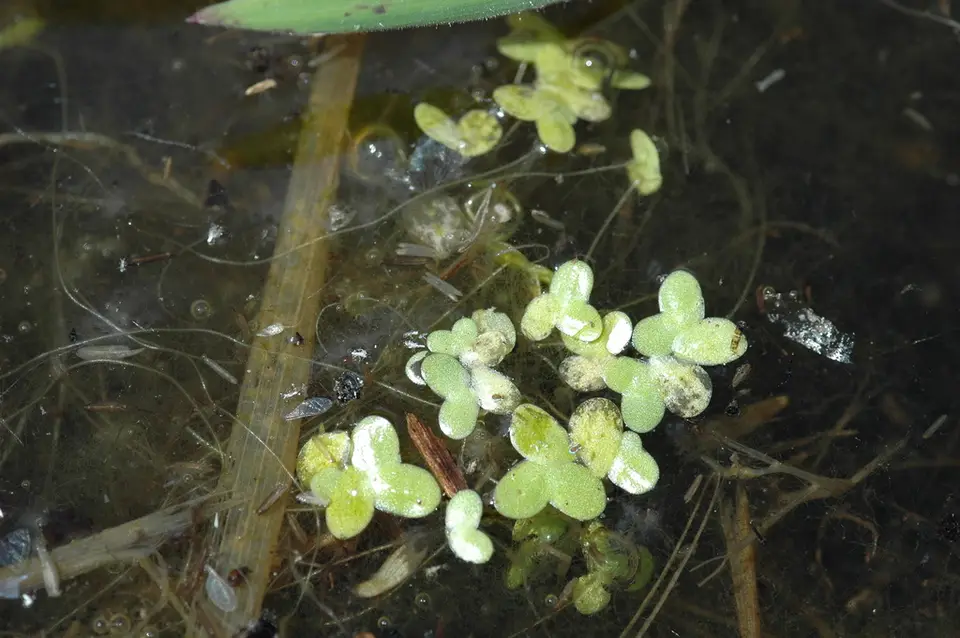 Least Duckweed (Lemna minuta)