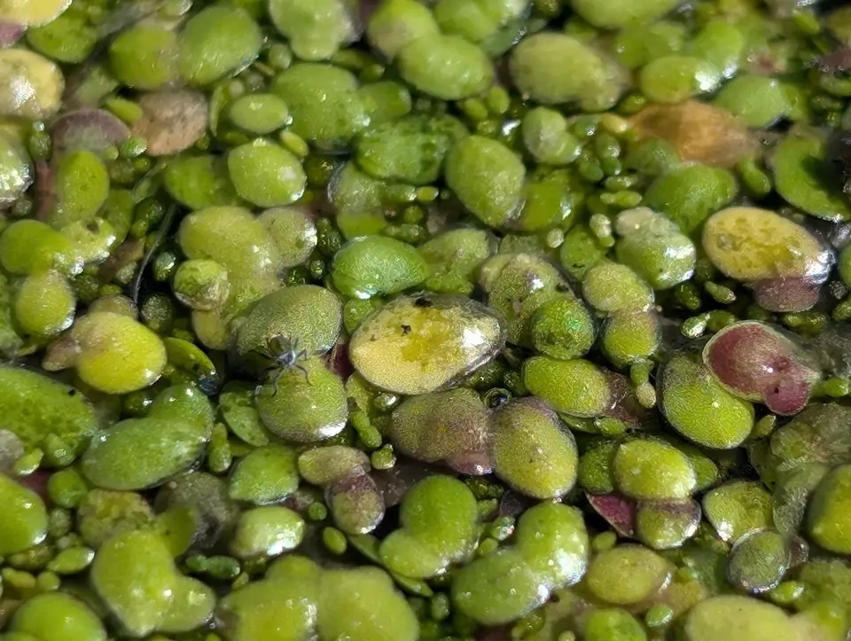 Little Duckweed (Lemna obscura)