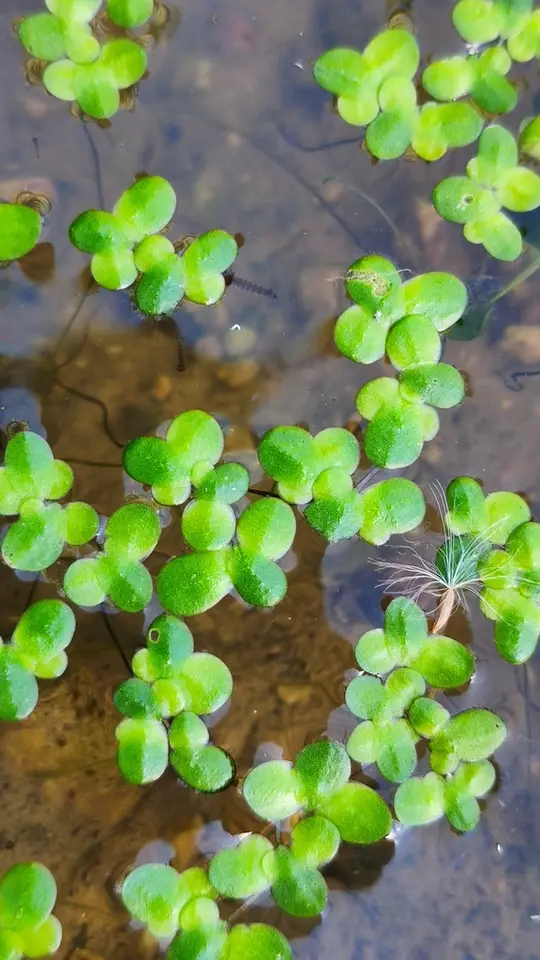 Turion Duckweed (Lemna turionifera)