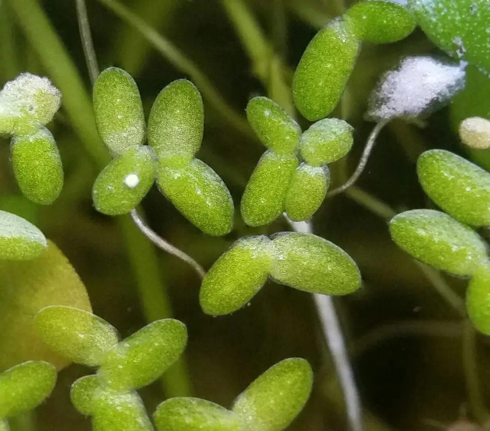 Valdivia Duckweed (Lemna valdiviana)