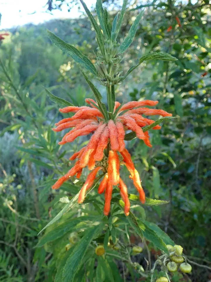 Common Lionspaw (Leonotis leonurus)