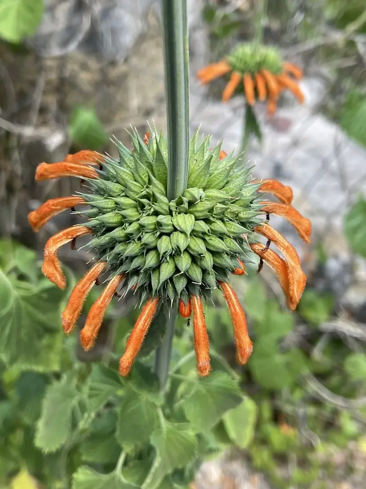 Lion's Ear (Leonotis nepetifolia)