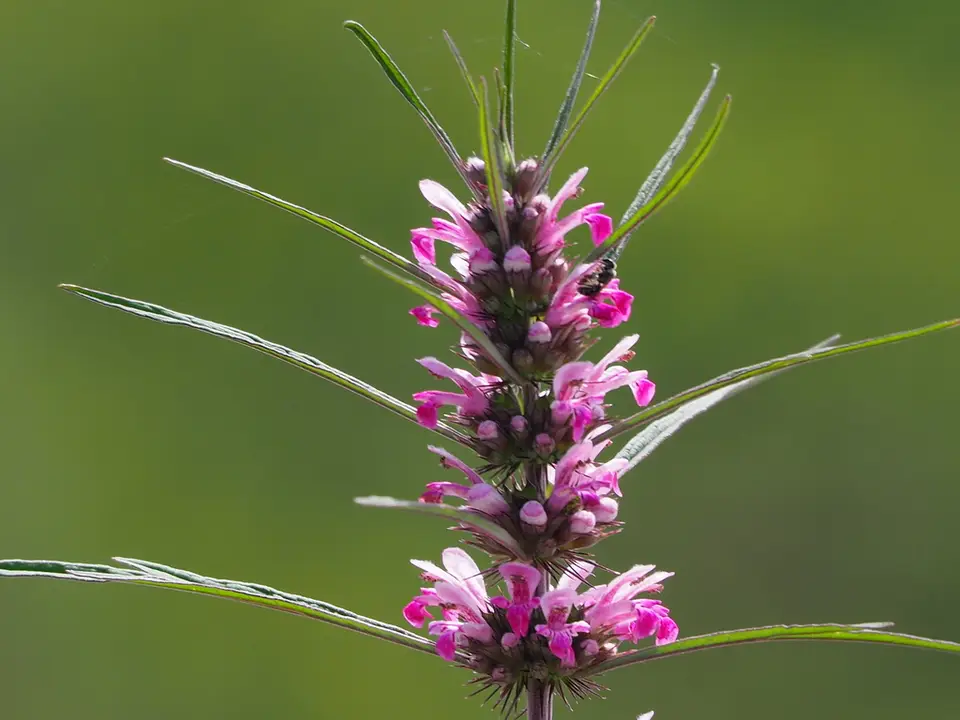 Chinese Motherwort (Leonurus japonicus)
