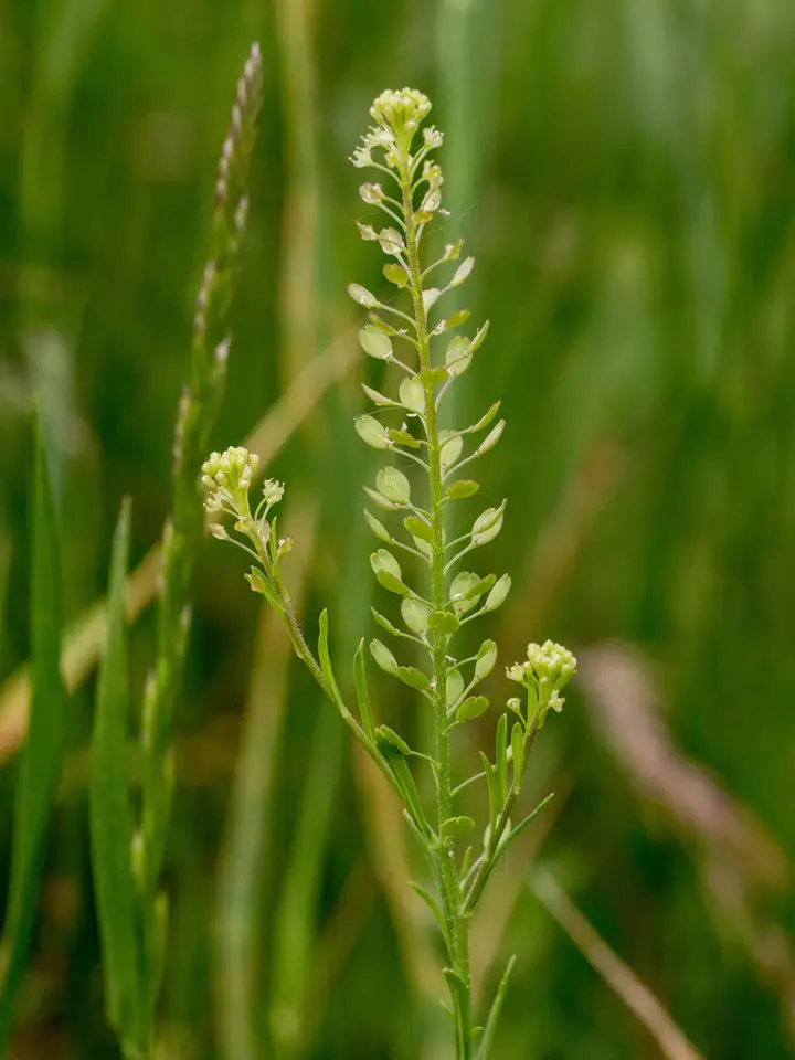 Southern Pepperweed (Lepidium austrinum)