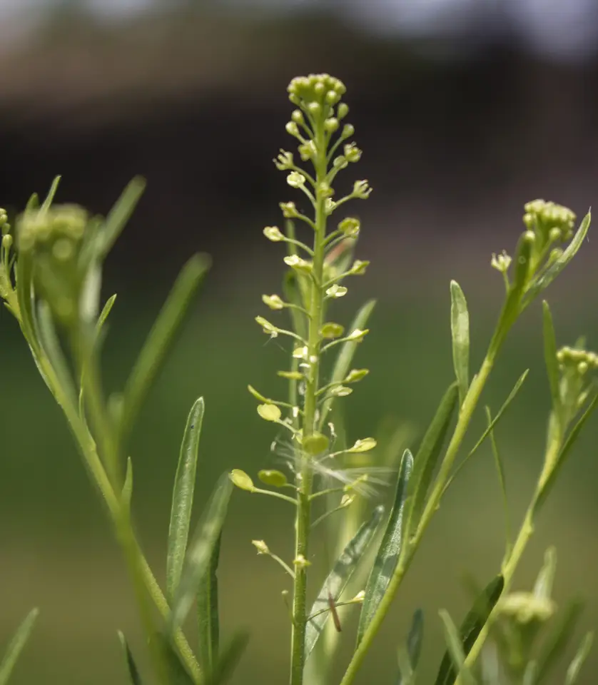 Common Peppergrass (Lepidium densiflorum)