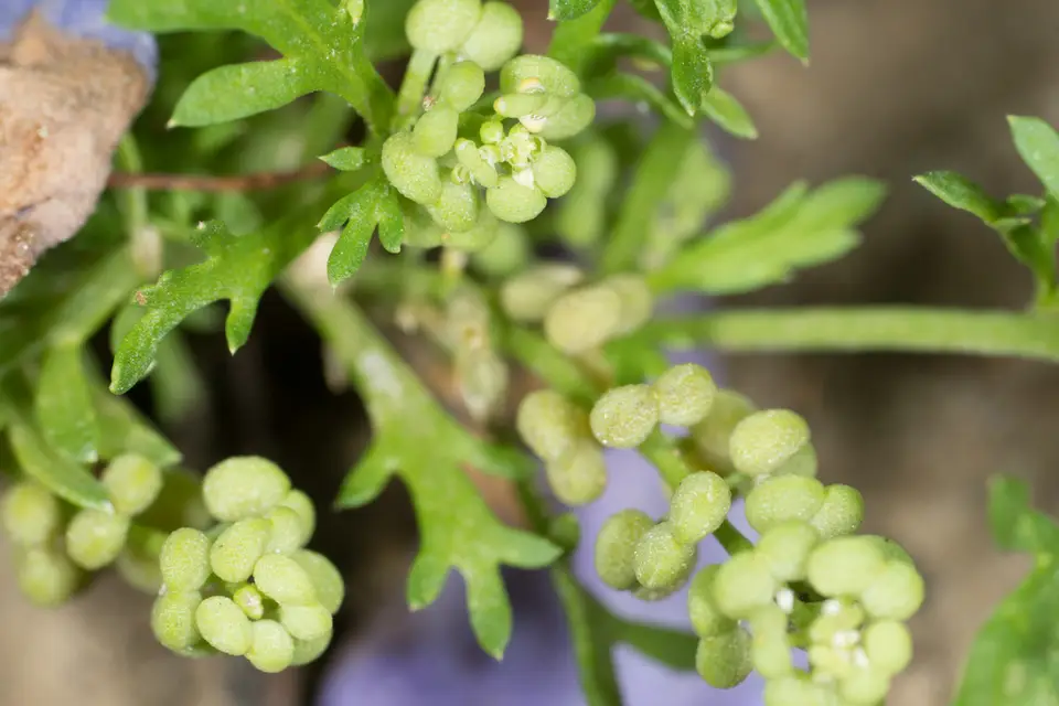 Lesser Swine-Cress (Lepidium didymum)