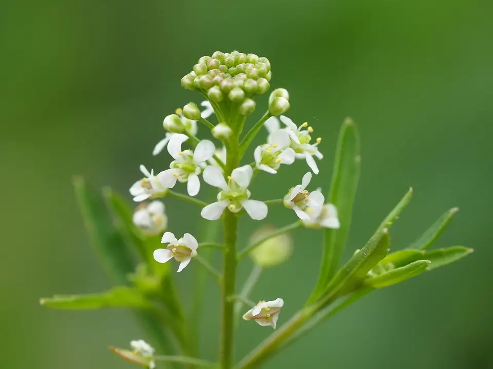 Virginia Pepperweed (Lepidium virginicum)