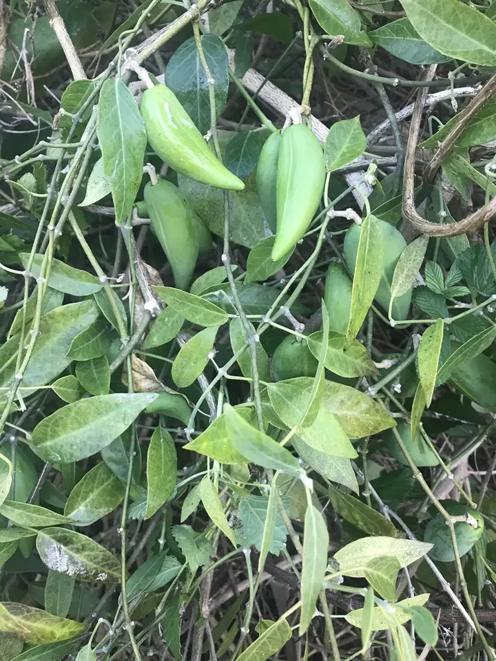 Leptadenia lanceolata (Leptadenia lanceolata)