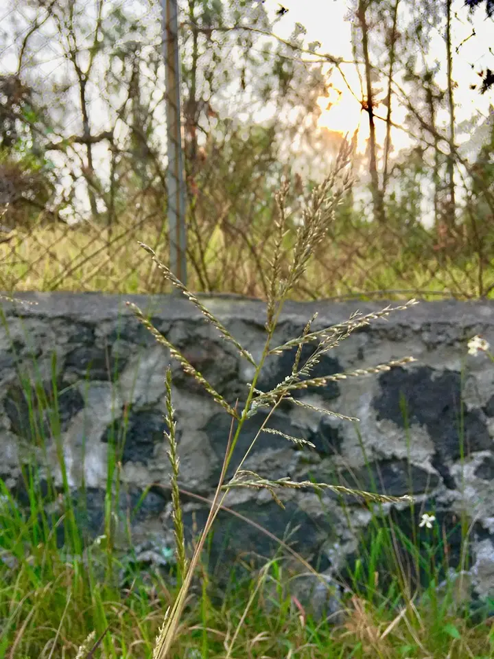 Leptochloa virgata (Leptochloa virgata)