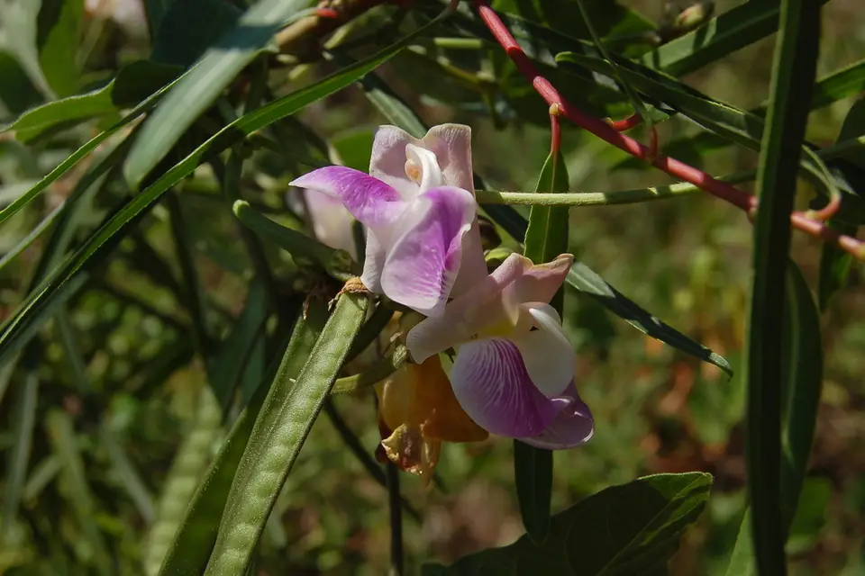 Leptospron adenanthum (Leptospron adenanthum)