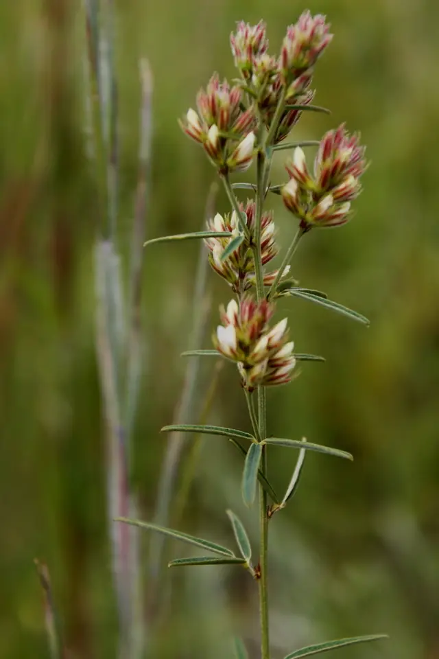 Narrow-Leaved Bush Clover (Lespedeza angustifolia)