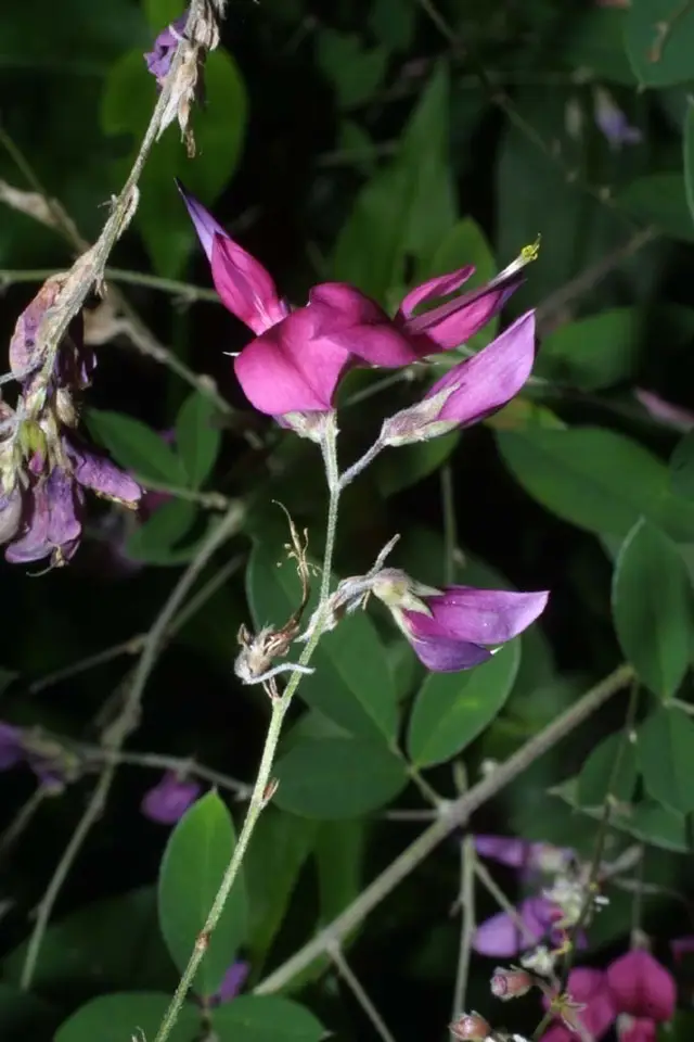 Shrub Lespedeza (Lespedeza bicolor)
