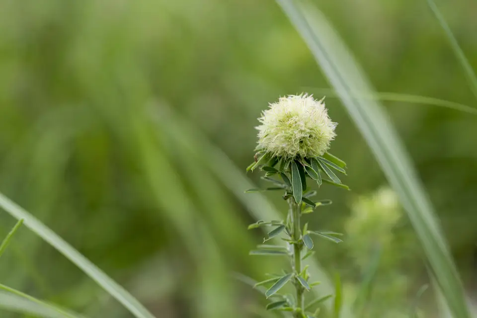 Chinese Bushclover (Lespedeza cuneata)