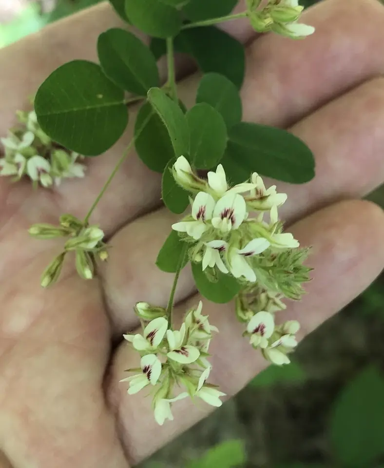 Hairy Lespedeza (Lespedeza hirta)