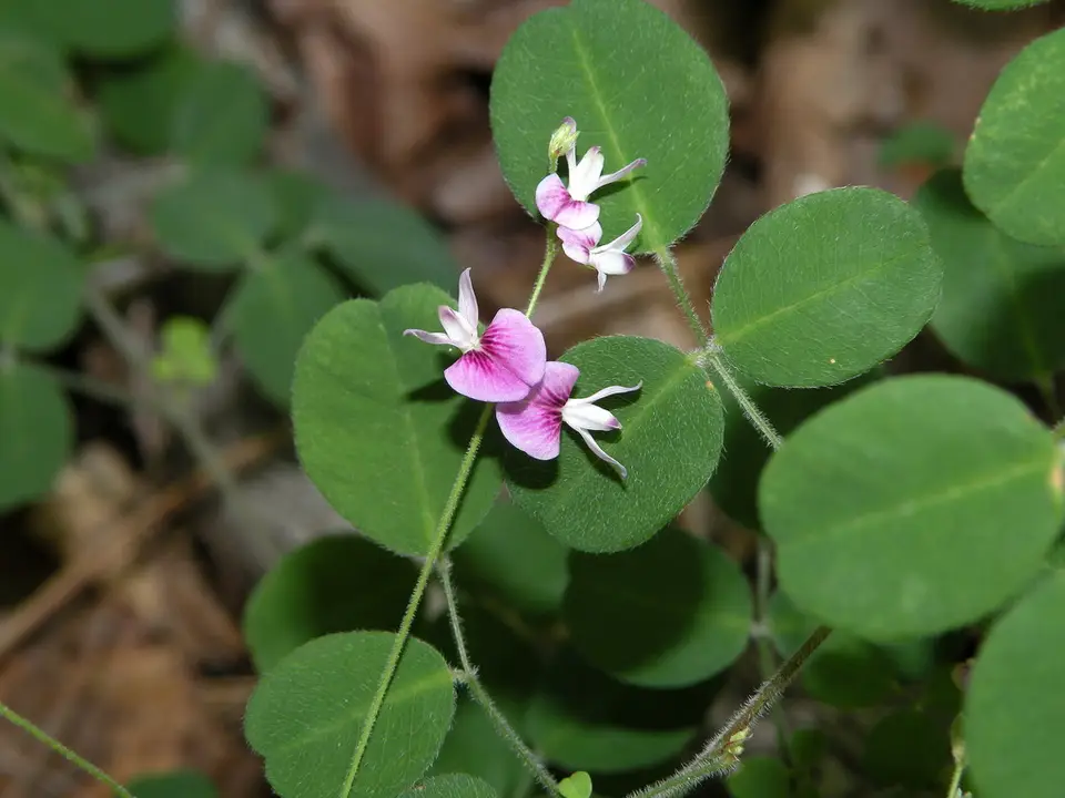 Trailing Lespedeza (Lespedeza procumbens)