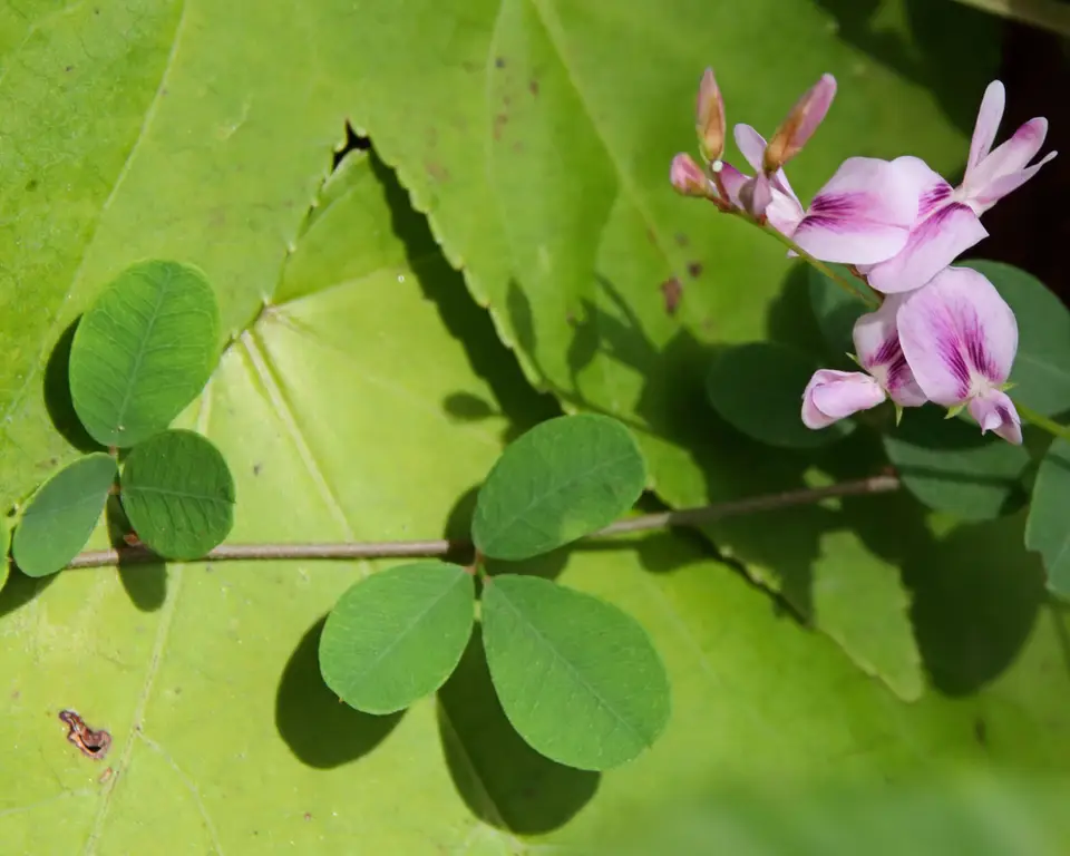 Creeping Lespedeza (Lespedeza repens)