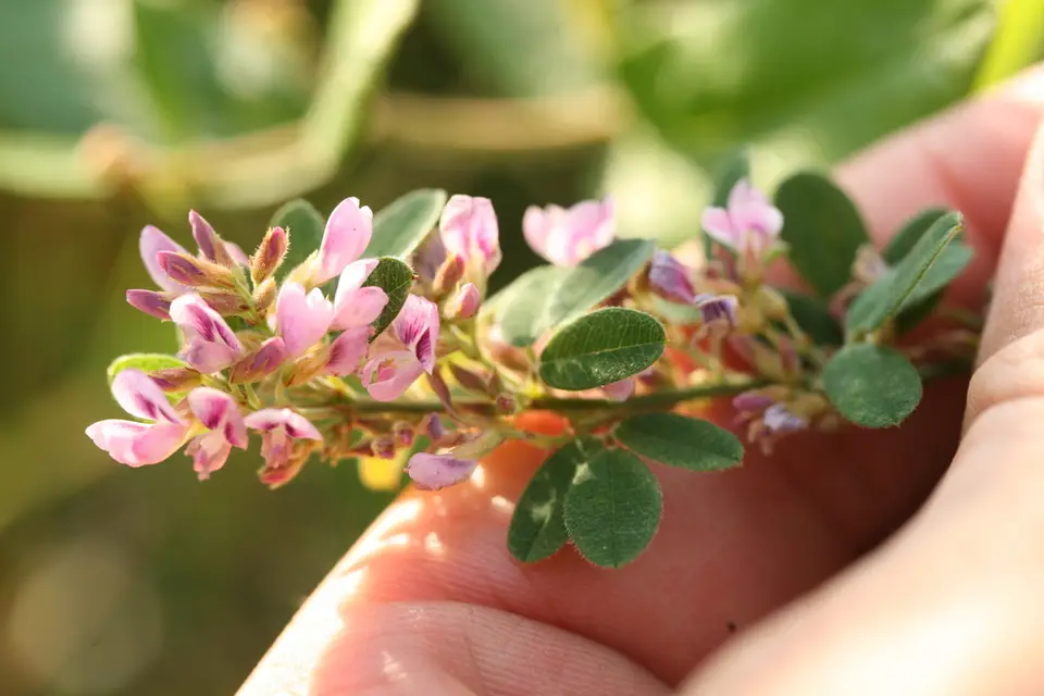 Tall Bush-Clover (Lespedeza stuevei)