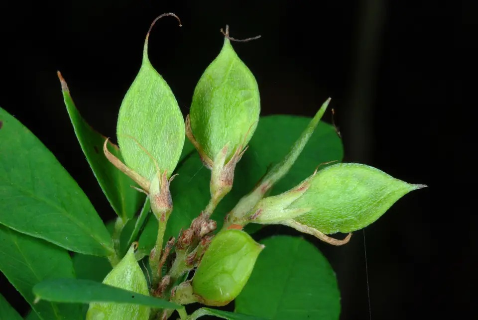 Violet Bush Clover (Lespedeza violacea)