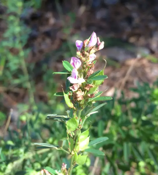 Slender Bush Clover (Lespedeza virginica)