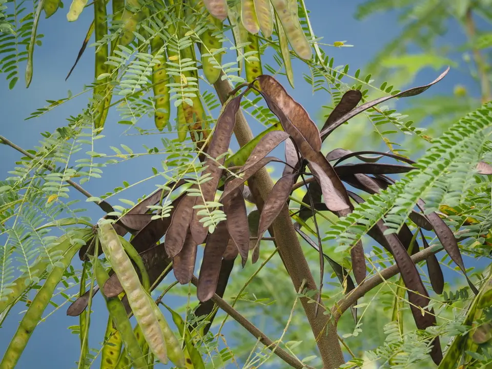 White Leadtree (Leucaena leucocephala)