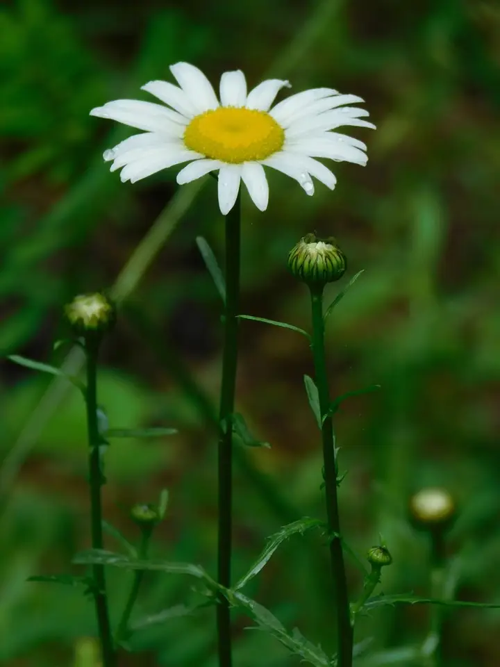 Oxeye Daisy (Leucanthemum vulgare)