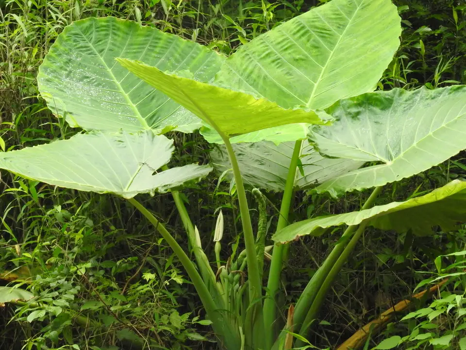 Giant Elephant Ear (Leucocasia gigantea)