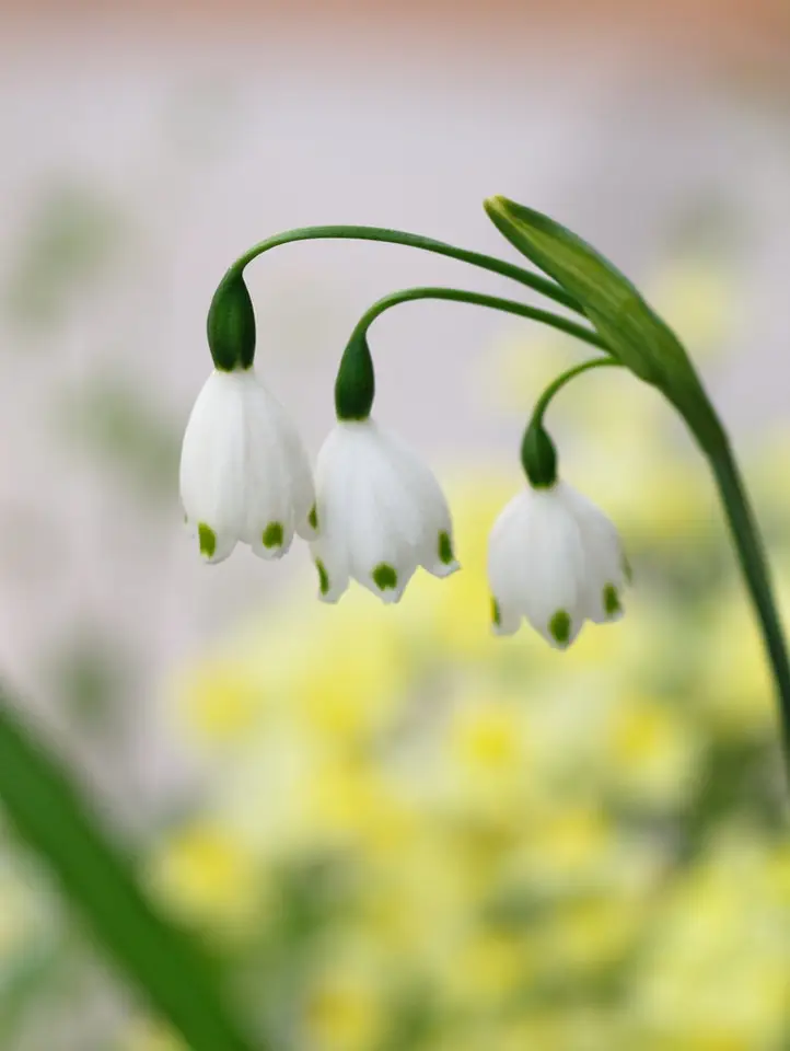 Summer Snowflake (Leucojum aestivum)