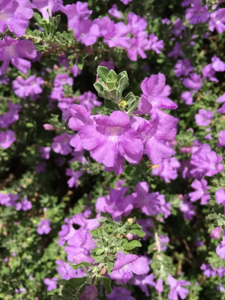 Cenizo (Leucophyllum frutescens)