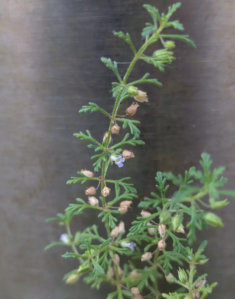 Obi-Wan Conobea (Leucospora multifida)