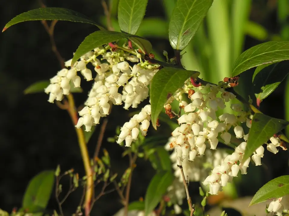 Swamp Dog-Laurel (Leucothoe axillaris)